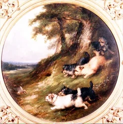 Terrier kanin