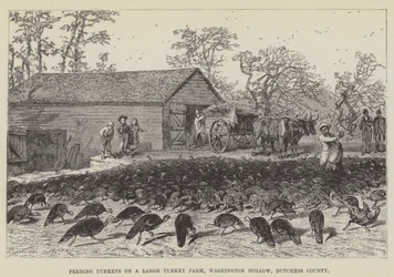Matar kalkoner på en stor kalkongård, Washington Hollow, Dutchess County