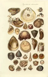 Conchological Manual Plate 11. Ostron och andra skal