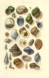 Conchological Manual Plate 15. Färgglada skal inklusive Abalone-skal