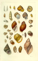 Conchological Manual Plate 25. Färgglada landskal