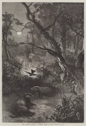 Grävlingens tillhåll, en sommarnatt i skogen