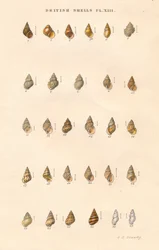 British Shells, c1859.