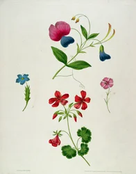 En illustration från 