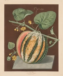Pomona Britannica: Nr 64 - Scarlet Flesh Romana Melon