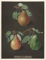 Pomona Britannica: nr 82 - Päron, 1807.