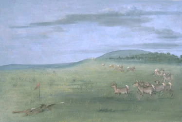 Antilopskytte, med lockbete