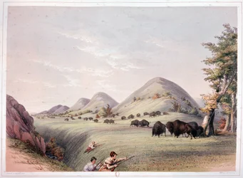 Bisonjakt