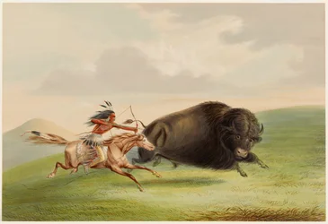 Bisonjakt, förföljelse