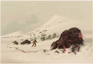 Bisonjakt, döende bisonstjur i en snödriva
