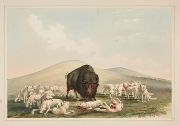 Buffeljakt, vita vargar som attackerar en buffeltjur, pl. 10 från North American Indian Portfolio