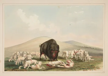 Bisonjakt, vita vargar angriper en bisontjur, plansch 10 ur portföljen om nordamerikanska indianer