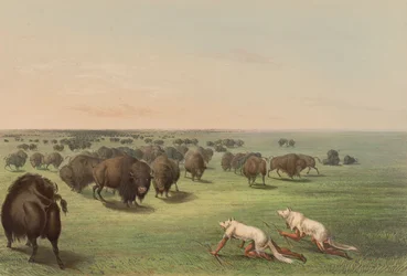 Buffeljakt med vargskinn, plansch 13 ur North American Indian Portfolio