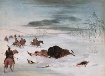 Döende buffeltjur i en snödriva