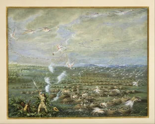 Flamingojakt i Sydamerika