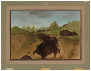 Grizzlybjörnar attackerar buffel