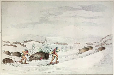 Jaga buffel på snöskor