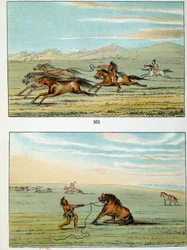 Indians of America: hur man fångar vilda hästar. Illustration av George Catlin (1794-1872)