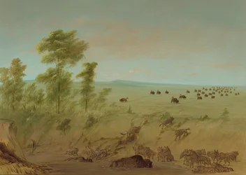 Mired Buffalo and Wolves, 18611869.