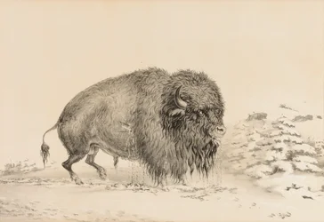 Svårt skadad buffel - nr 16