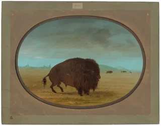 Sårad Buffalo Bull
