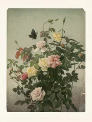 Rosor
