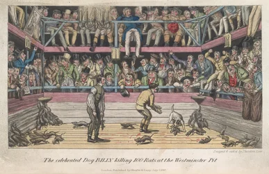 Råttor som dödas, ”Life in London, etc.”, av Pierce Egan