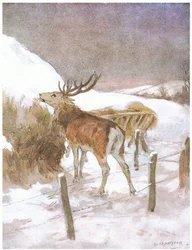 Han upptäckte snart var fodret förvarades för tjurarna (färg litho)