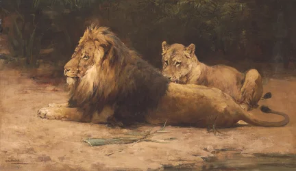 Lejon och lejoninna i vila (olja på duk)