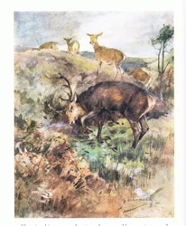 Han kastade sina stora horn i marken och rev upp det (färg litho)