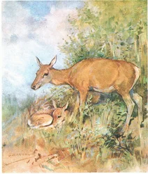 Hon hade alltid en mysig säng redo för honom i gräs eller ormbunke (färg litho)