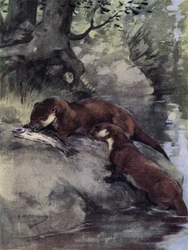 De lämnade en bonnie grilse på scarp (färg litho)