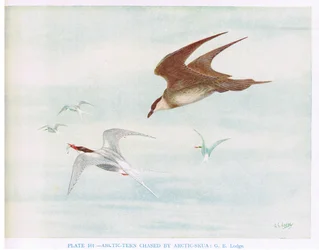 Fisktärna jagad av polarskua, illustration från "British Birds" av Kirkman  Jourdain