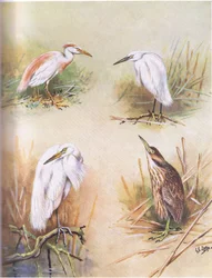 Buffbacked Heron, Little Egret, Great White Egret, American Bittern (litho)