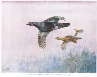 Tjädertupp (hanen längst fram), illustration från "British Birds" av Kirkman  Jourdain