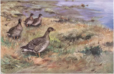 Forest Bean Goose (litografi)