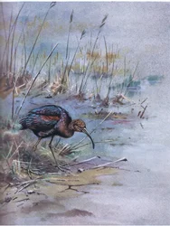 Glossy Ibis (lito)