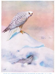 Grönlandsfalk och fjällripa, illustration från "British Birds" av Kirkman  Jourdain