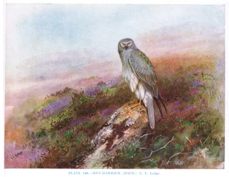Brun kärrhök (hane), illustration från "British Birds" av Kirkman  Jourdain