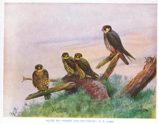 Hobby och ung, illustration från "British Birds" av Kirkman  Jourdain
