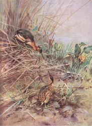 Dvärglärka (litografi)