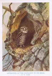 Little Owl vid boet, illustration från "British Birds" av Kirkman  Jourdain