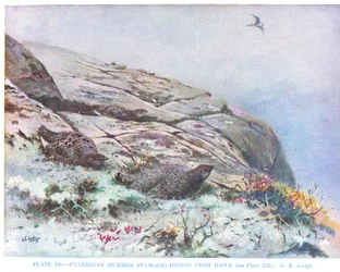 Ptarmigan gömmer sig för hök, illustration från "British Birds" av Kirkman  Jourdain