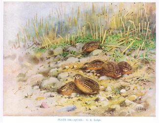 Vaktlar, illustration från "British Birds" av Kirkman  Jourdain