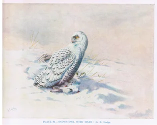 Snöuggla med hare, illustration från "British Birds" av Kirkman  Jourdain