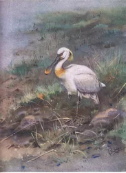 Skedstork (lito)