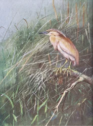 Squacco Heron (litografi)