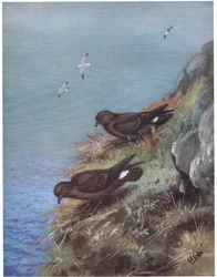 Stormfågel (litografi)