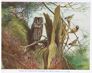 Tawny Owl mobbad av småfåglar, illustration från "British Birds" av Kirkman  Jourdain