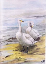 Sångsvan (litografi)